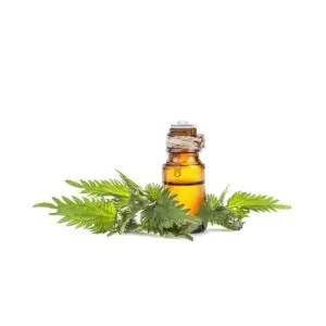 NETTLE SEED OIL